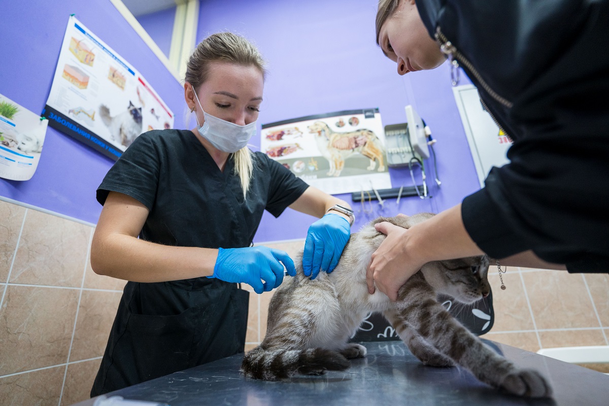 FDA одобрило новый ветпрепарат для лечения артрита у кошек