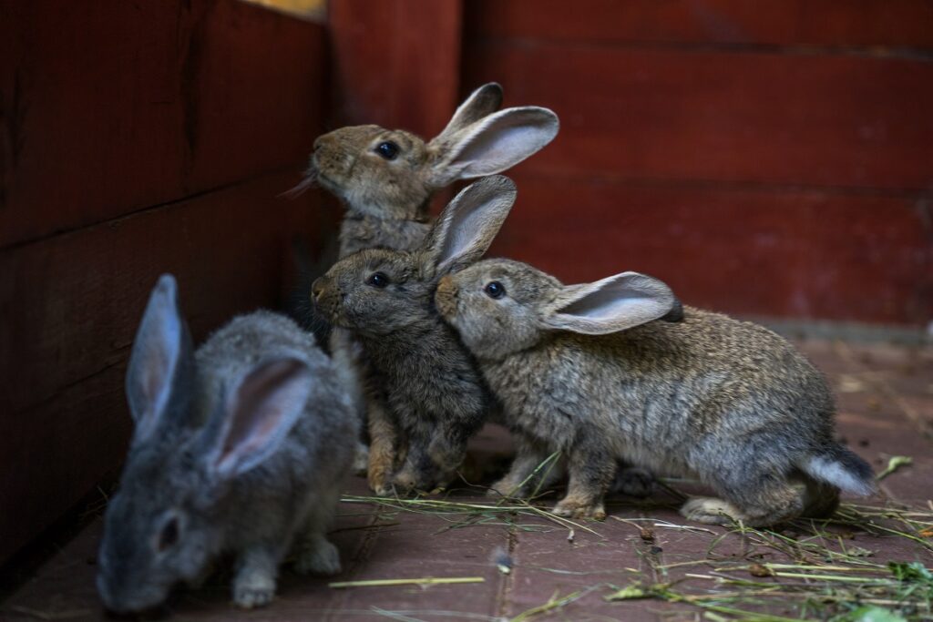 Новые ветправила для кролиководов вступят в силу в 2022 году