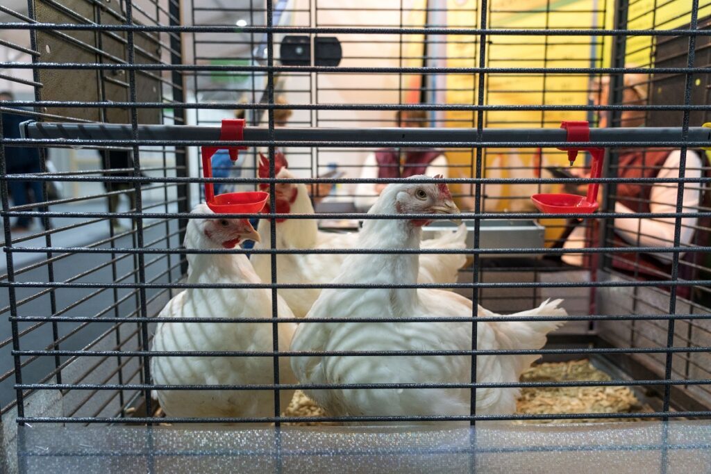 Россельхознадзор сообщил о нарушениях ветправил на птицефабрике «Боровская»