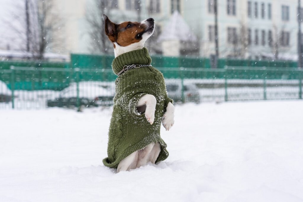 Какие породы собак чаще других мерзнут зимой