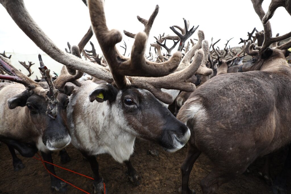 На Камчатке провели учет и ветобработку 50 тыс. оленей