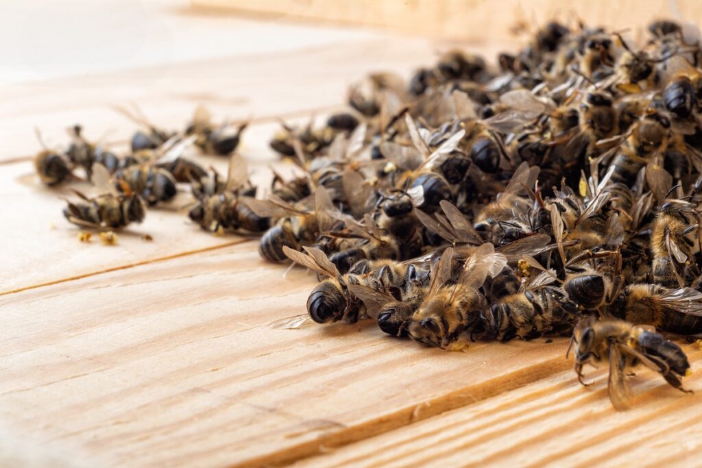 Краснодарская МВЛ нашла высокотоксичный пестицид в пчелином подморе