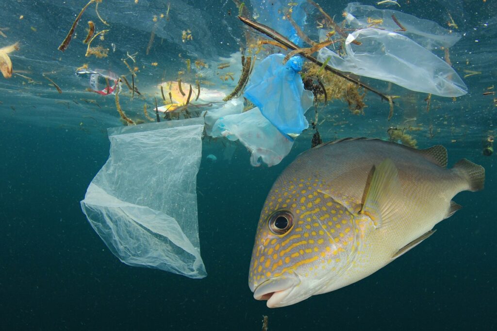 Ученые выяснили, какой мусор угрожает морским животным Камчатки