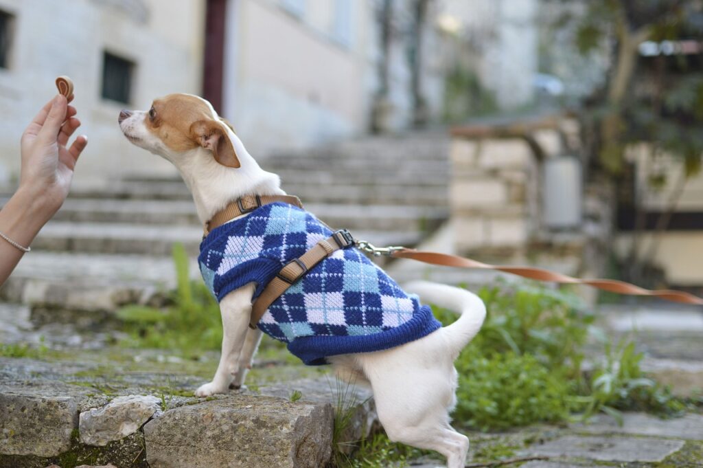 Как подобрать зимнюю одежду для собаки