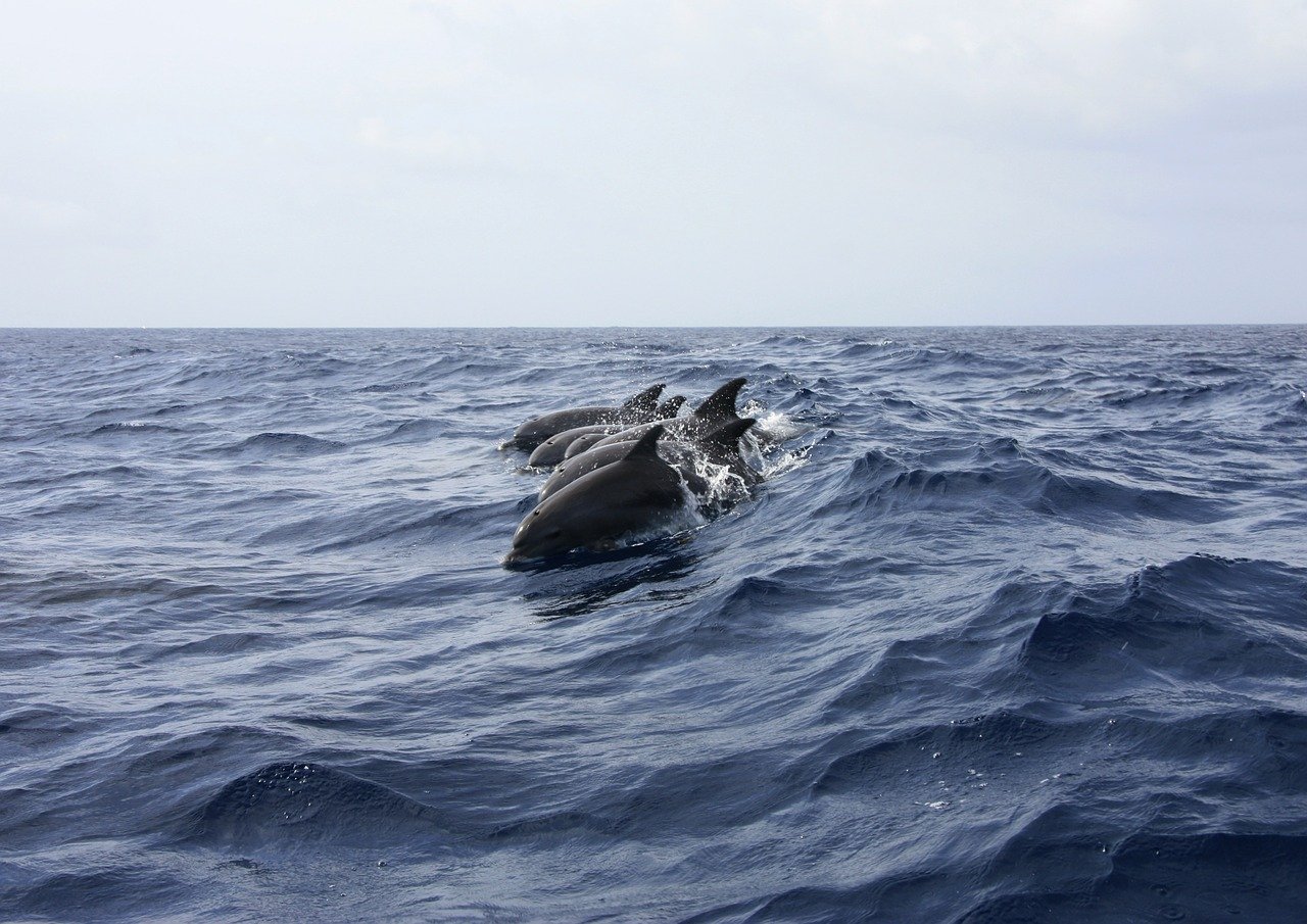 В России хотят ввести запрет на вылов китов и дельфинов