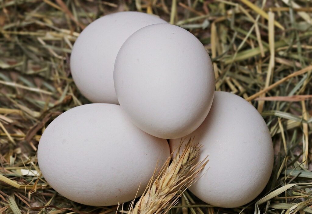 Россельхознадзор сообщил о снижении импорта инкубационного яйца