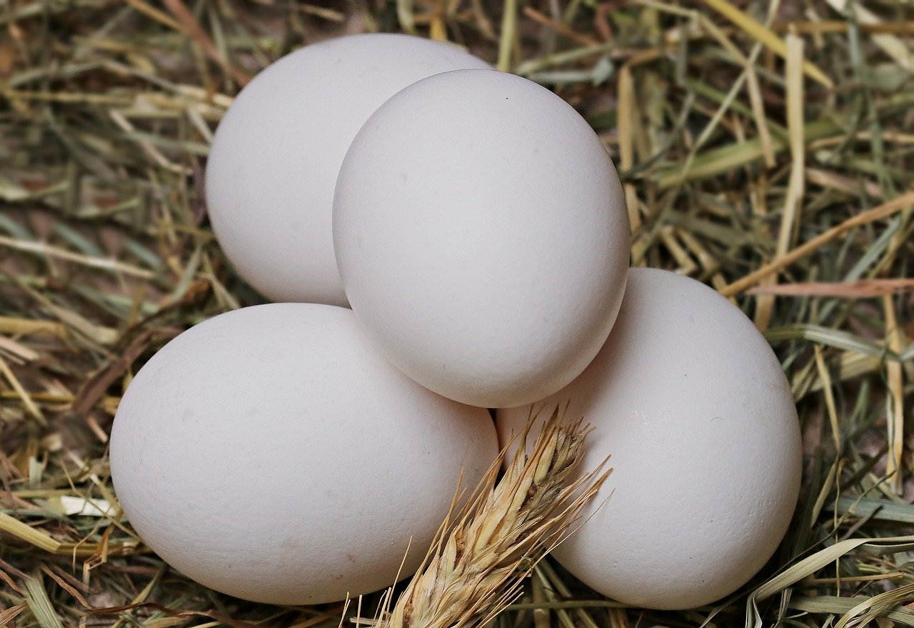 Россельхознадзор разрешил поставки инкубационного яйца с ряда немецких и британских предприятий