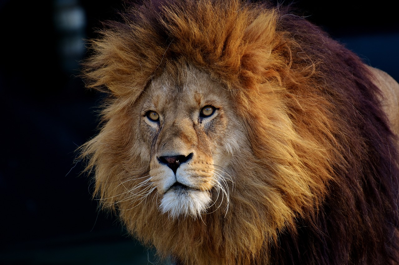 Хорватия сообщила о первом случае заражения львов COVID-19 в зоопарке