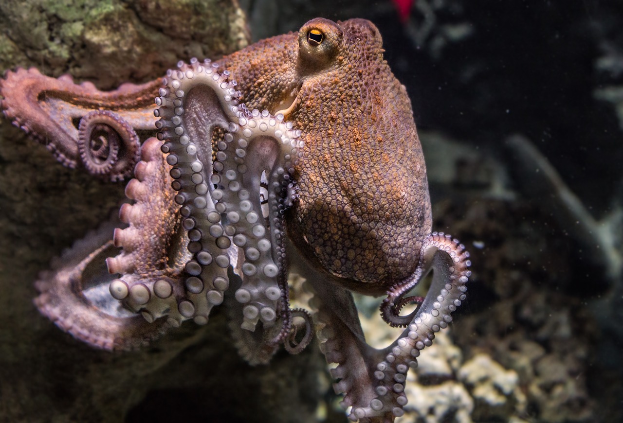 В Великобритании осьминогов, крабов и омаров признали разумными существами