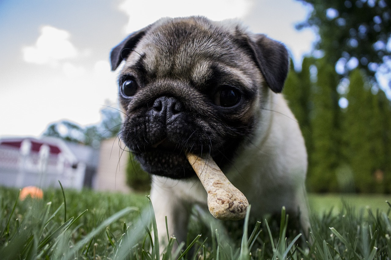Ветврач пояснил, почему не следует кормить собак костями