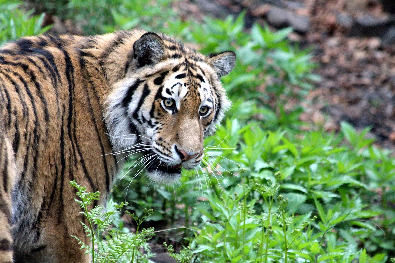 В Уссурийском заповеднике оценили риски заболеваемости тигров