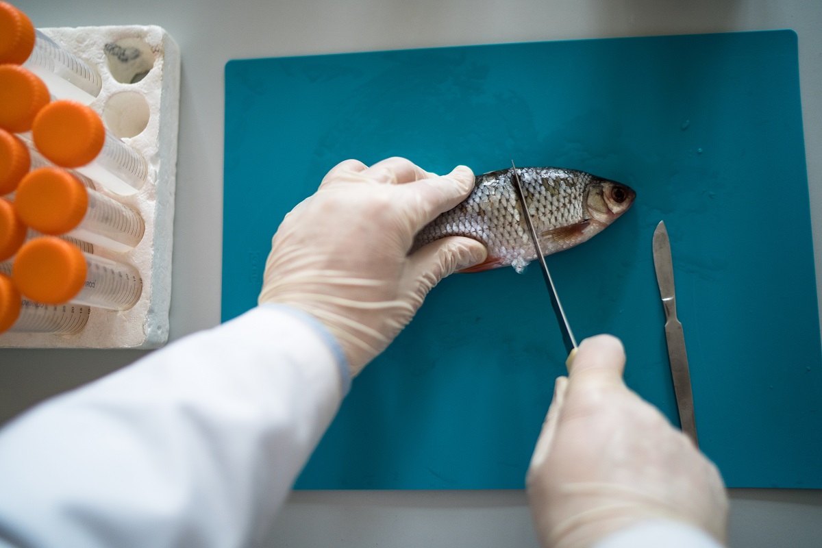 New rules for veterinary-sanitary inspection of fish to come into force in Russia March 1, 2022