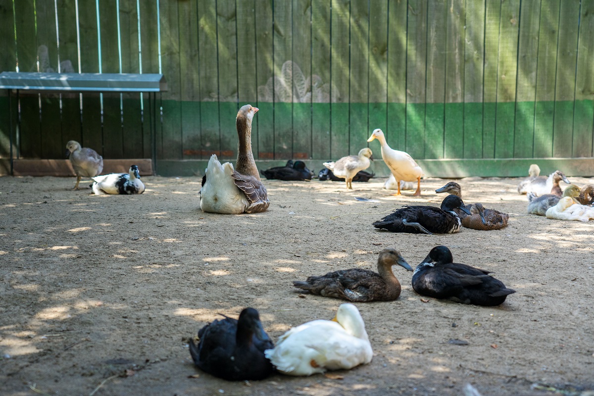 В Венгрии уничтожили более 200 тыс. кур, уток и гусей из-за гриппа птиц