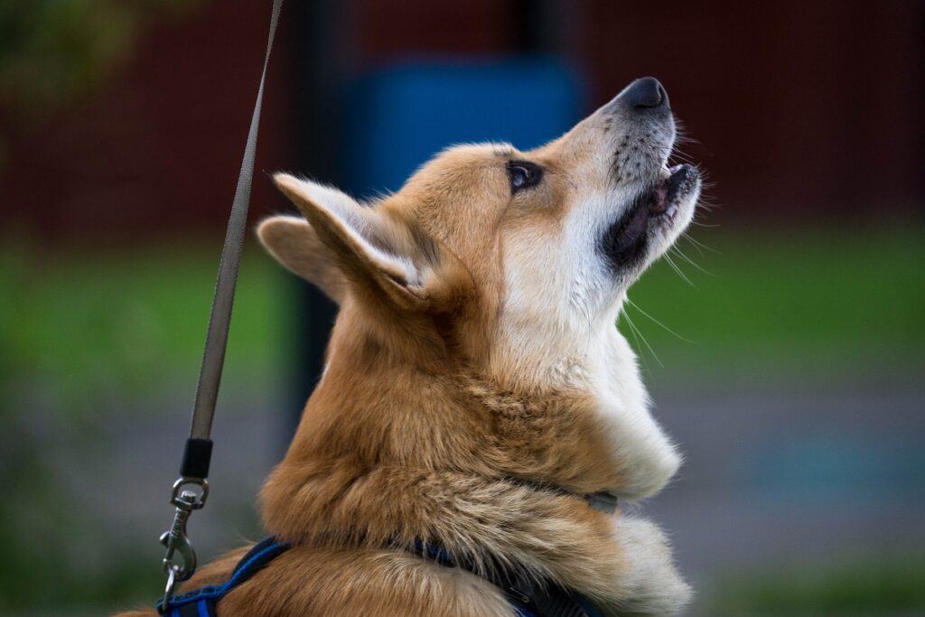 В Канаде специально обученные собаки успокаивают людей перед вакцинацией от COVID-19