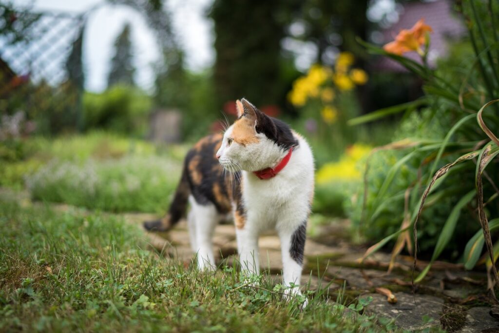 Ветврачи назвали уличных кошек главными разносчиками токсоплазмоза