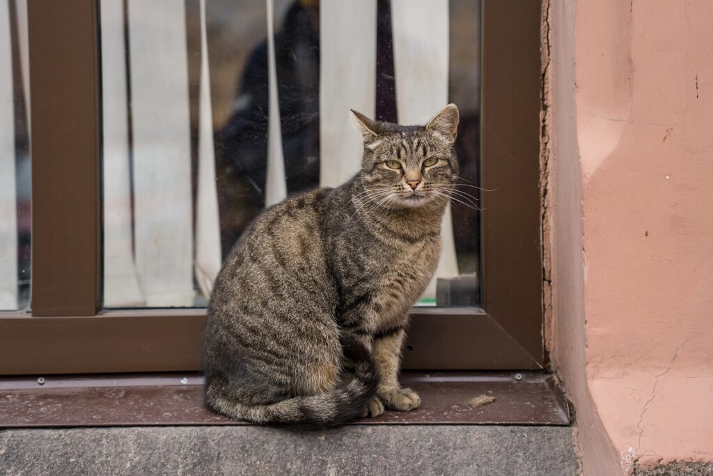 Томские пожарные задействовали дыхательный аппарат для спасения кота