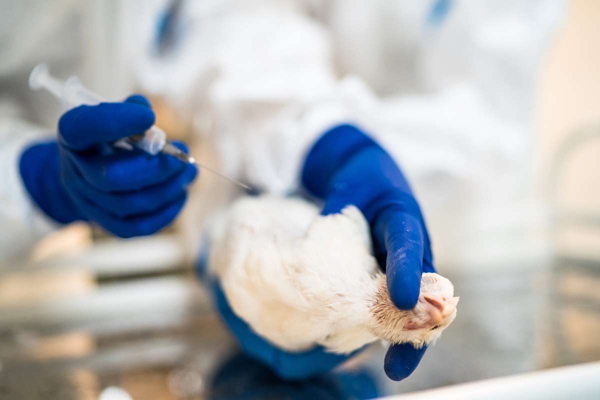 Ученые Россельхознадзора оценили возможность вакцинации поголовья против гриппа птиц