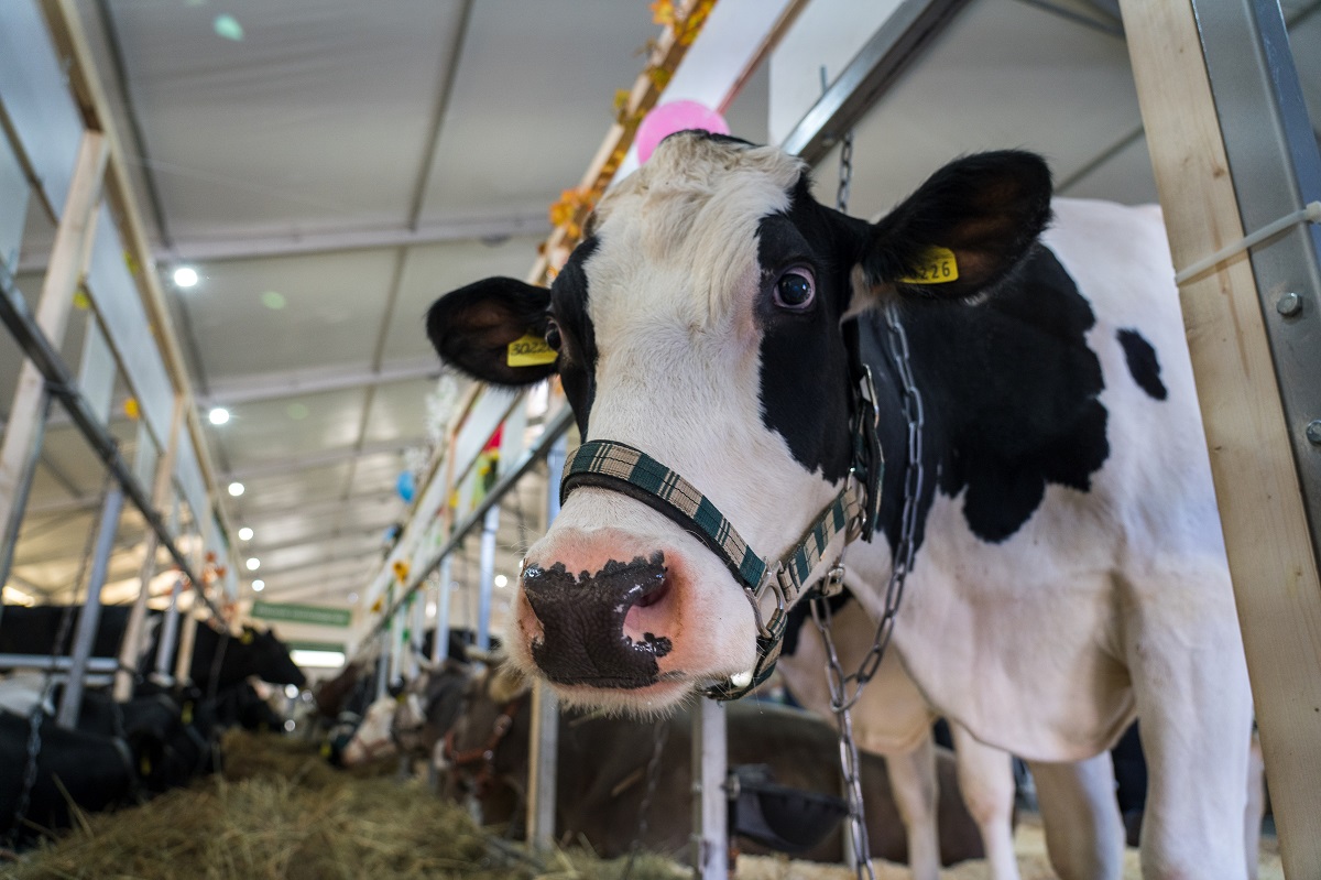 The State Duma passed a bill ordering to limit livestock antibiotics