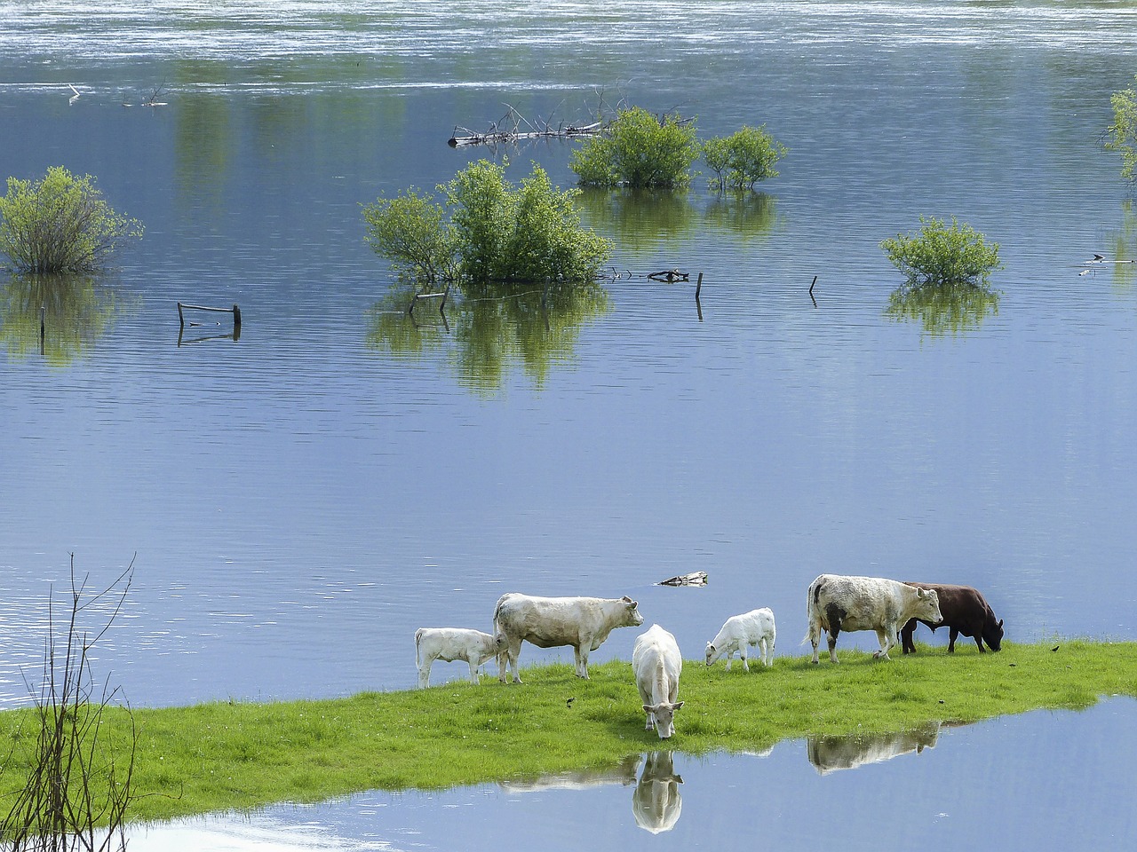 Канада сообщила о гибели 700 тыс. животных от наводнения