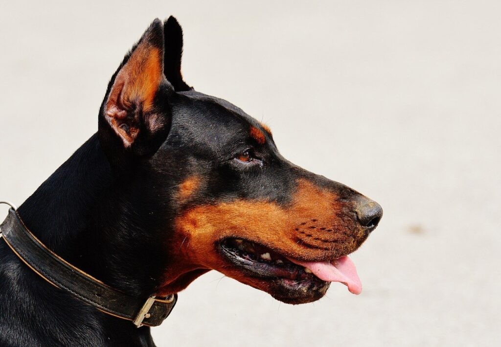 В Великобритании предлагают запретить ввоз собак с купированными ушами