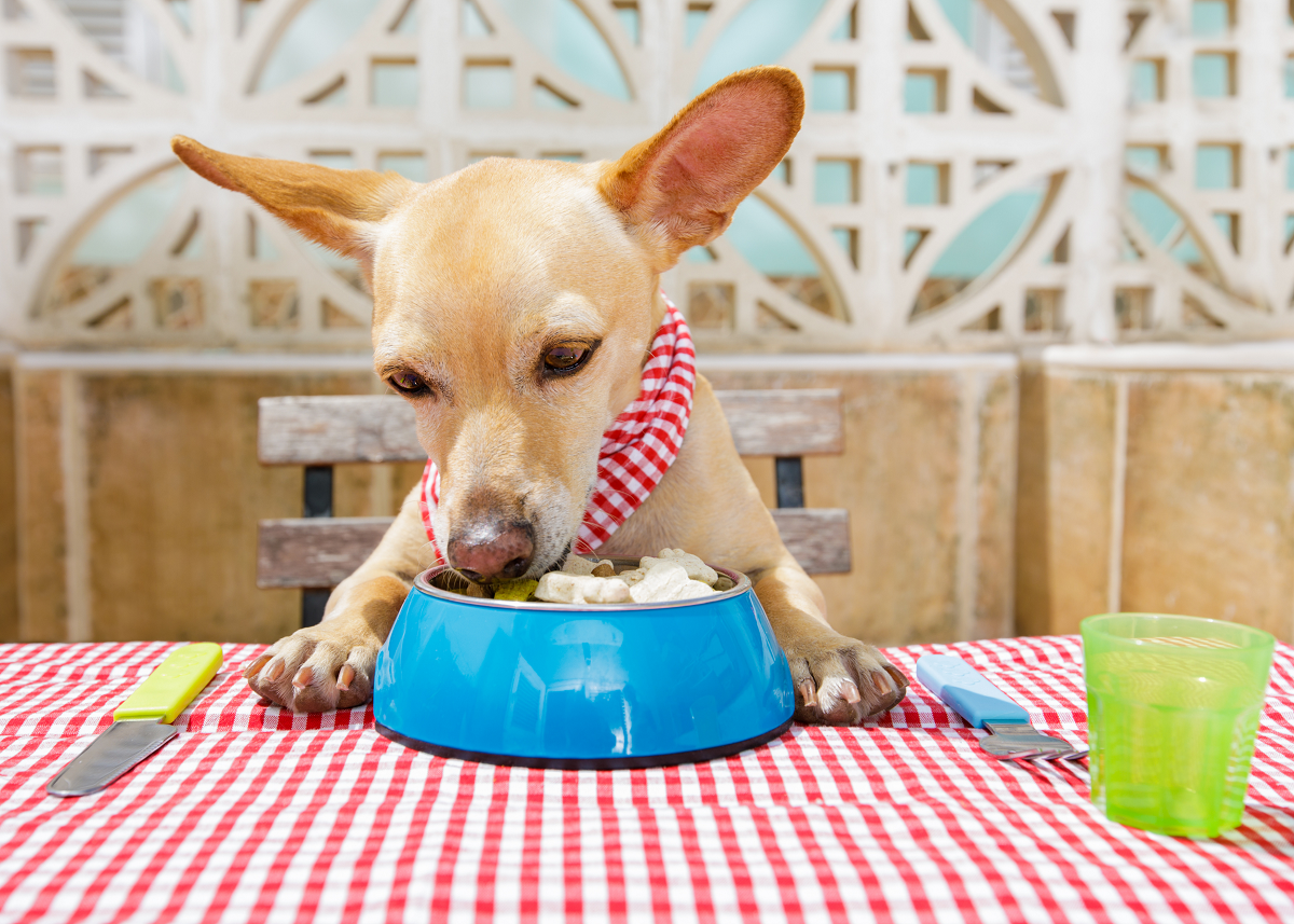 Ученые оценили пригодность веганских диет для собак