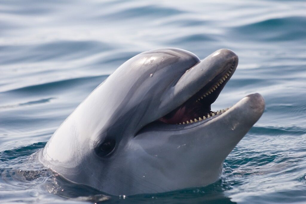 Госдума предлагает запретить отлов морских животных для дельфинариев