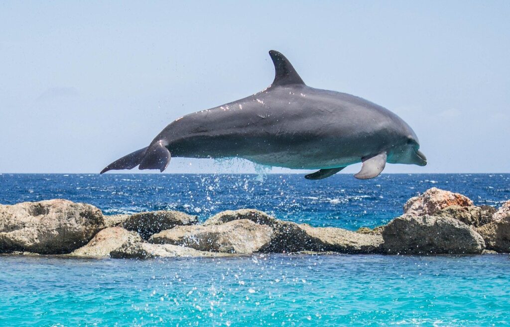 Президент подписал закон о запрете на промышленный лов дельфинов