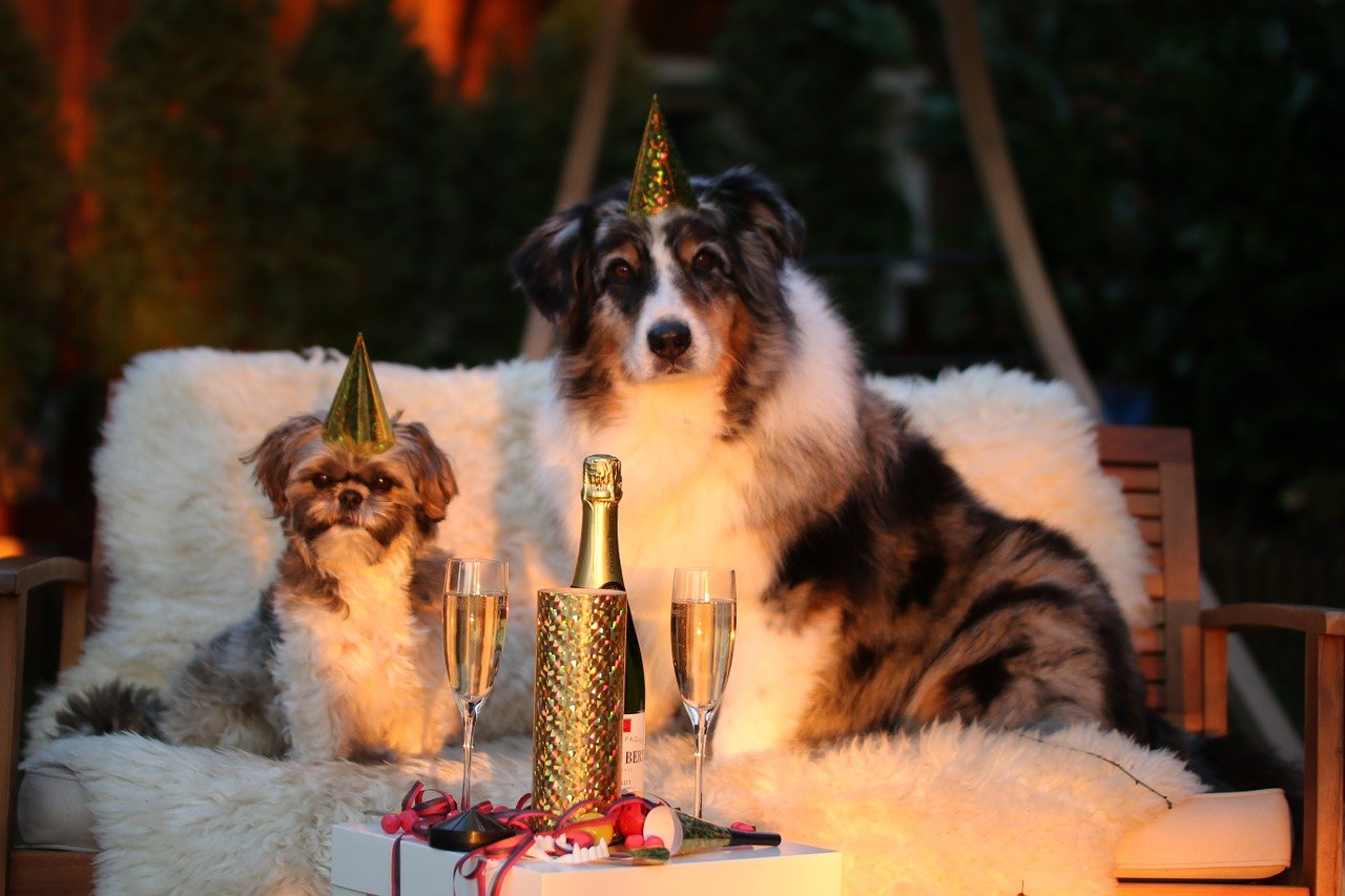 РКФ: чем угостить собаку в Новый год