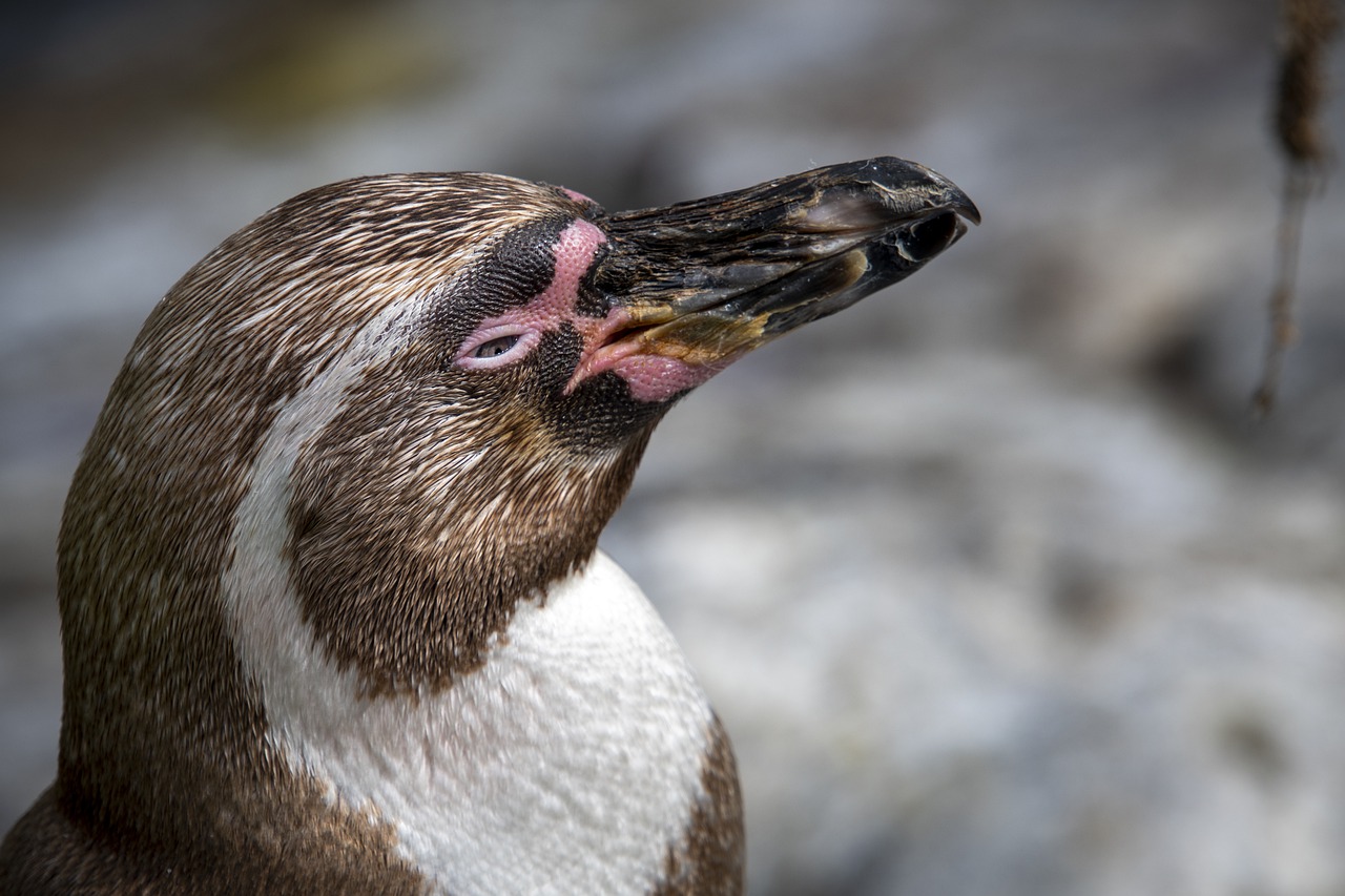 Зоопарк Индианы сообщил о гибели пингвинов от птичьей малярии