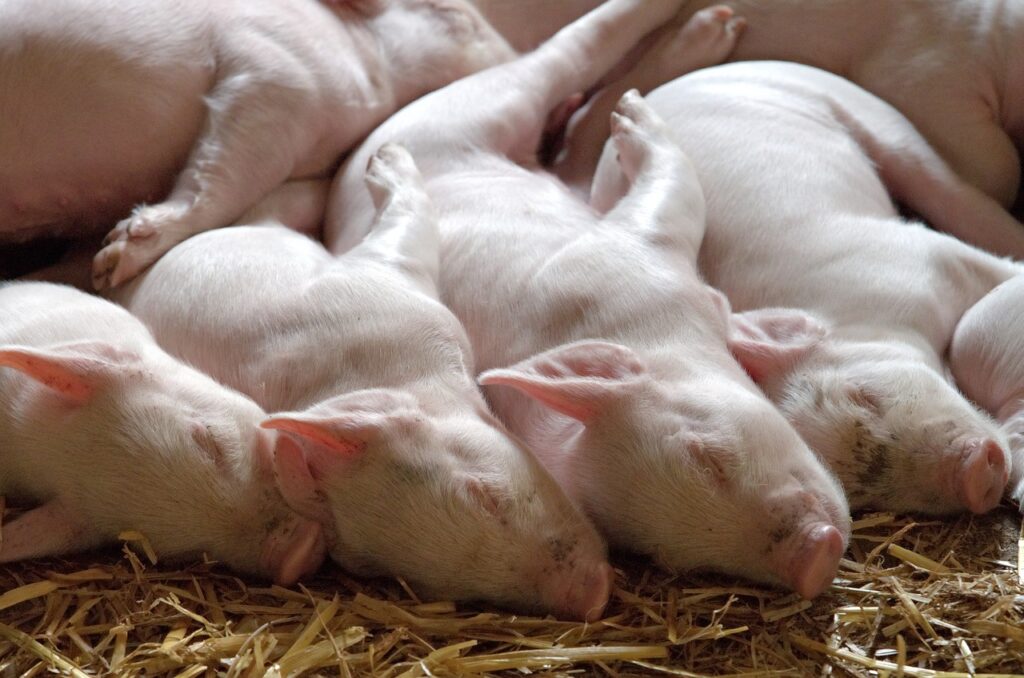 Ученые обнаружили у свиней иммунитет к COVID-19