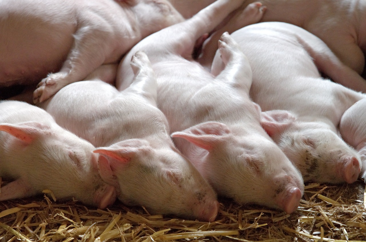 Британские свиноводы опасаются распространения АЧС из Италии