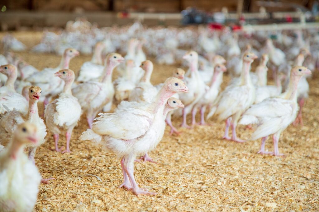 В Японии уничтожили более 67 тыс. сельхозптиц из-за птичьего гриппа