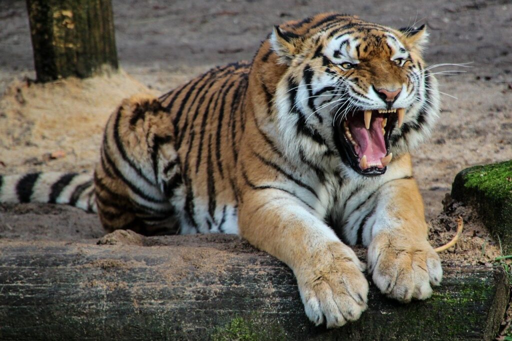 Дания сообщила в МЭБ о коронавирусе у тигров в зоопарке