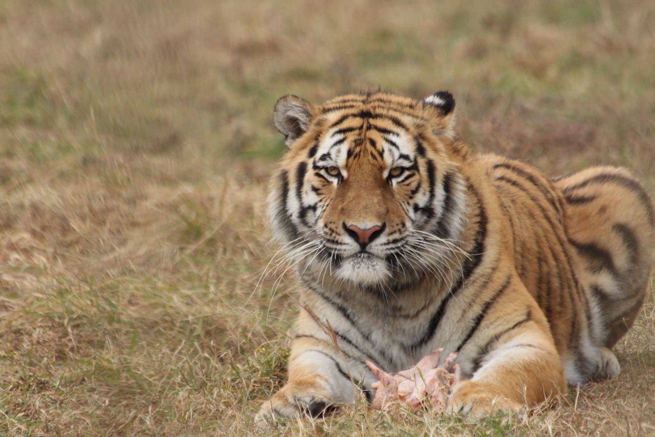 На Дальнем Востоке проведут учет всех амурских тигров в 2022 году