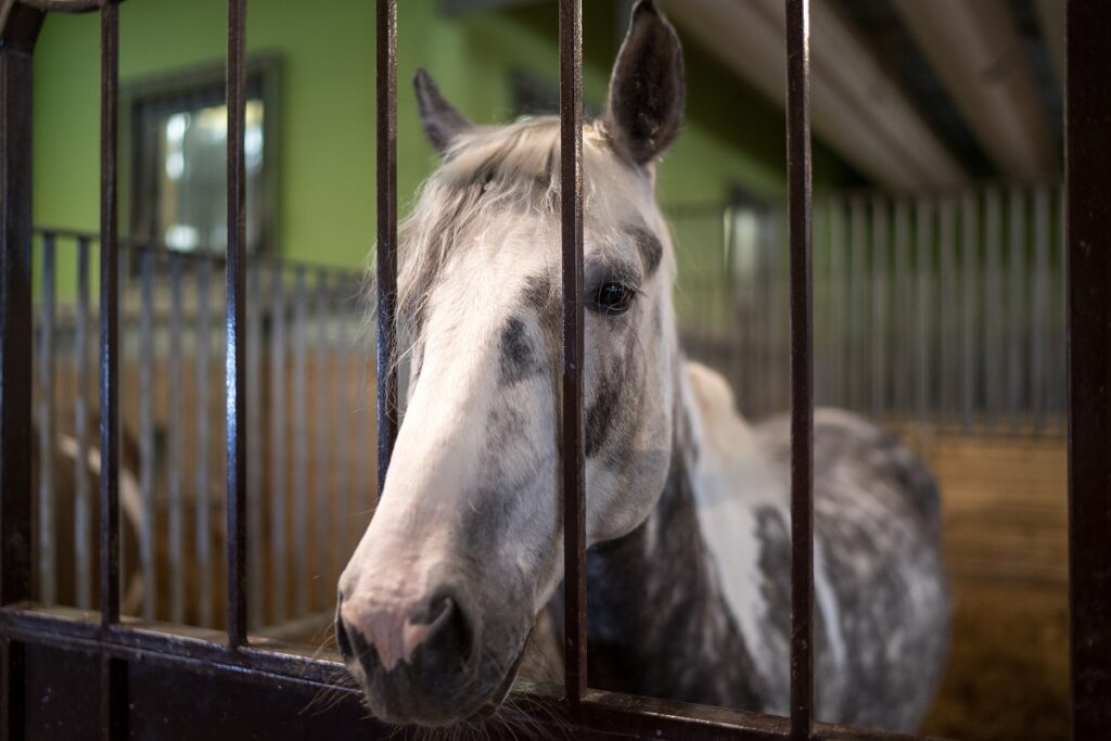 Контагиозный метрит лошадей выявили у жеребца в Великобритании