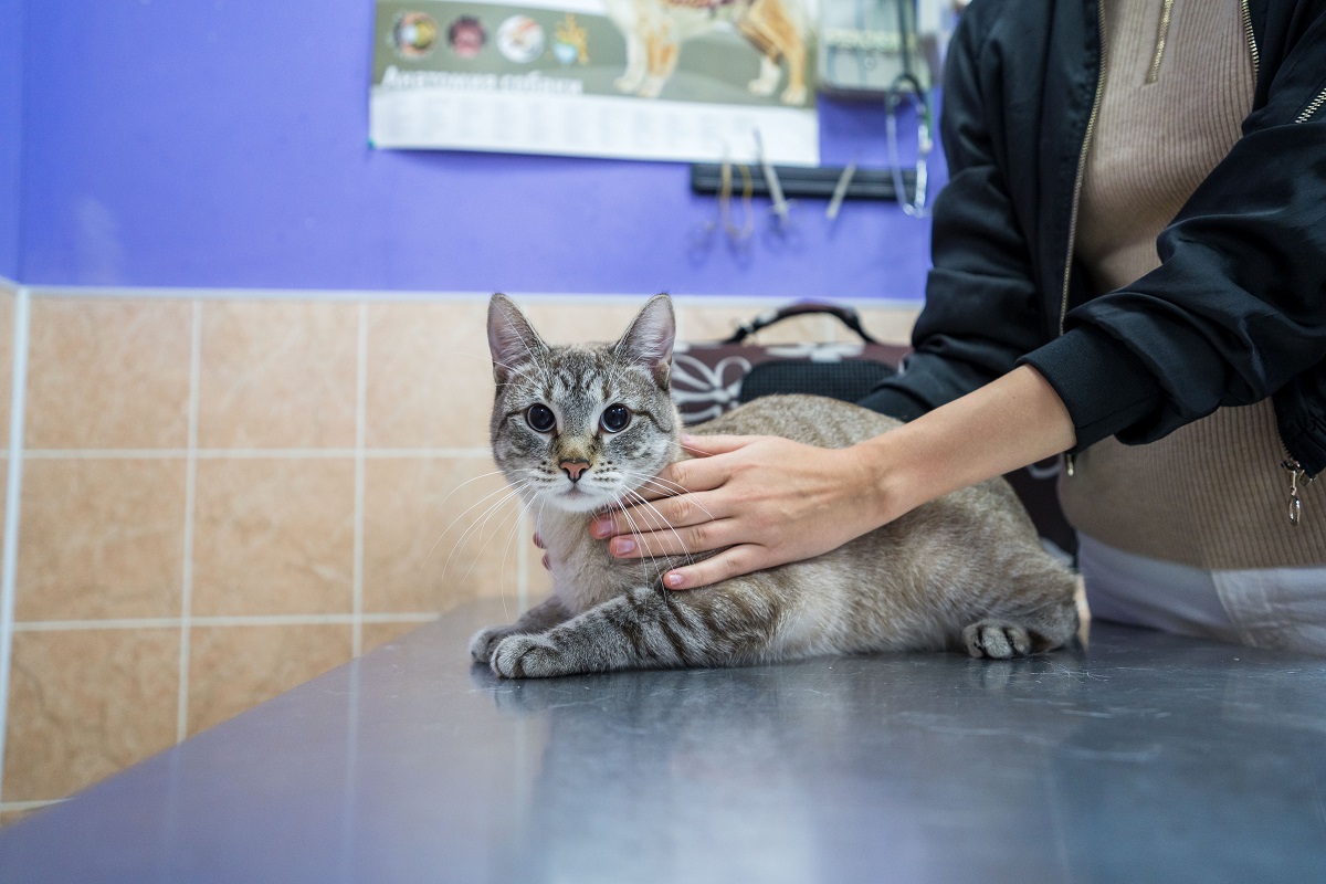 Как безопасно дать кошке лекарство | Ветеринария и жизнь