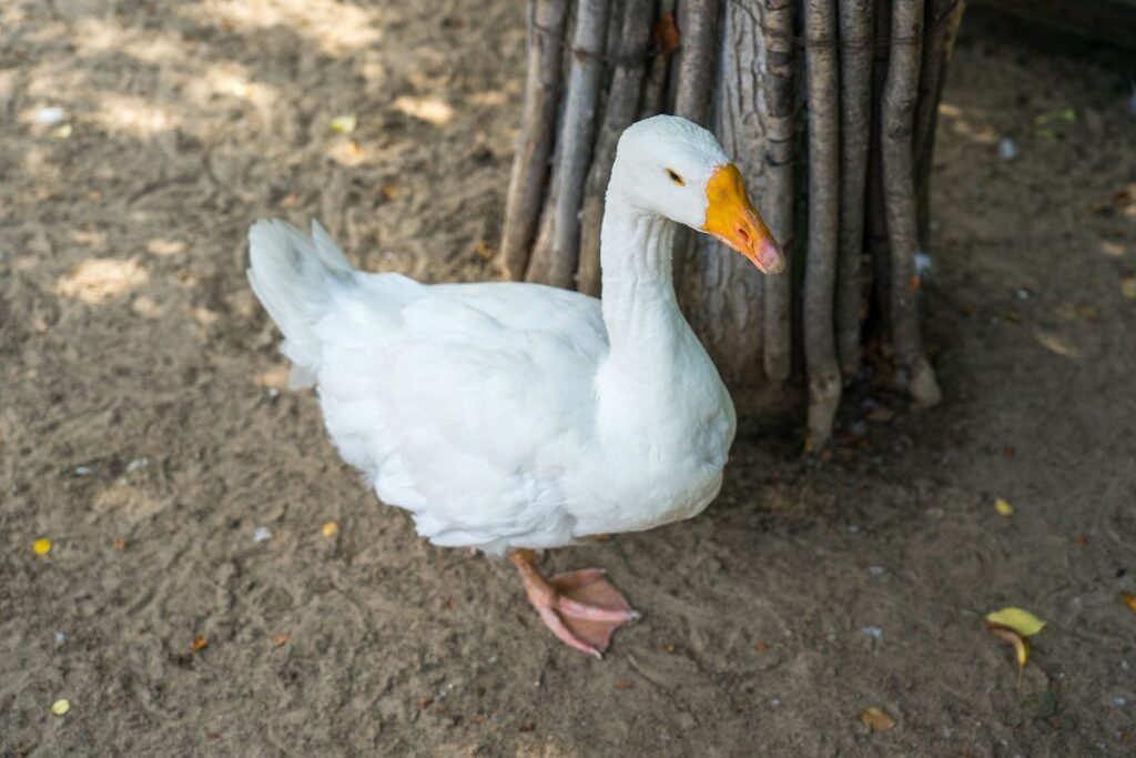 На острове Мэн отмечен первый случай гриппа птиц у гусей