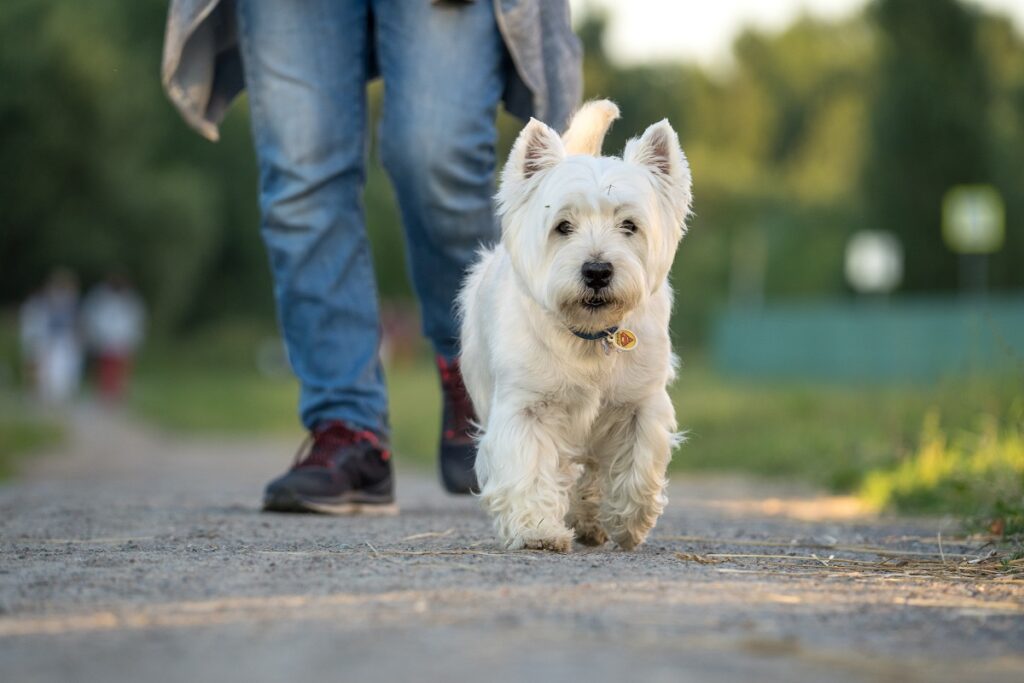 Владельцы собак в Германии заплатили рекордный налог в 380 млн евро