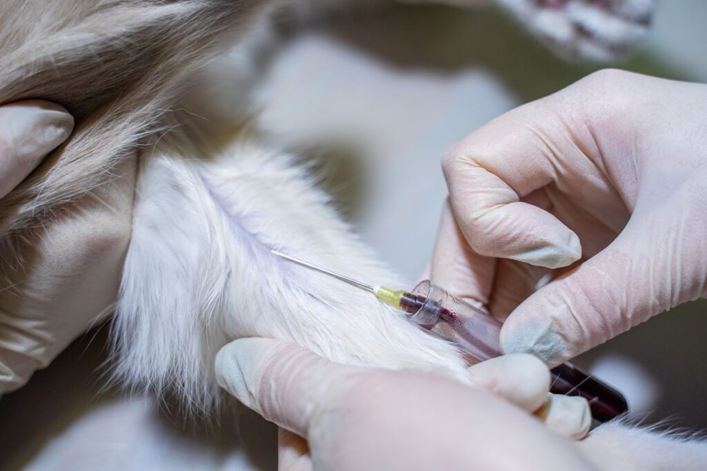 В крови кошек в США обнаружили потенциально опасный для человека коронавирус
