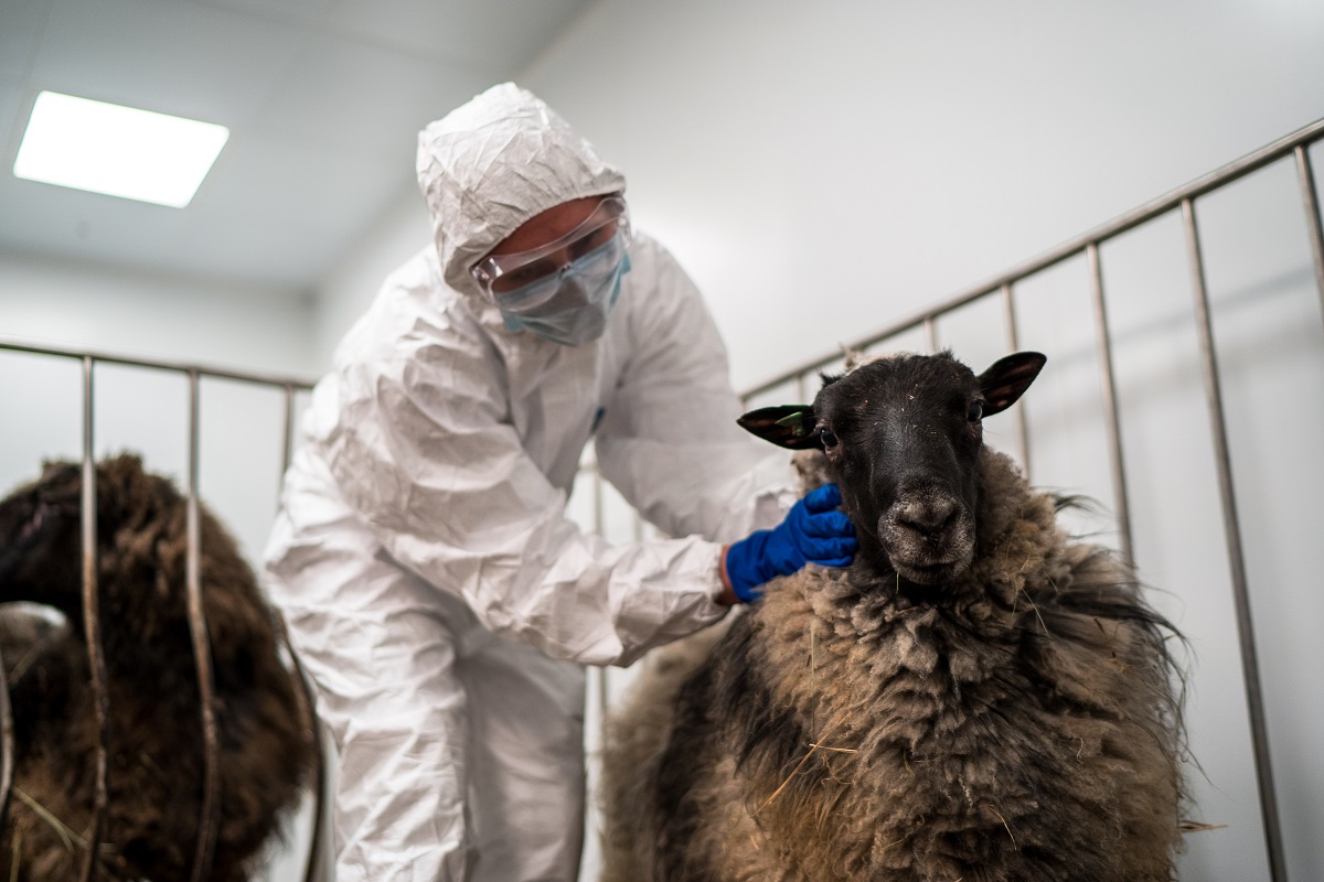 The Ministry of Agriculture of Russia will forecast the spread of animal diseases