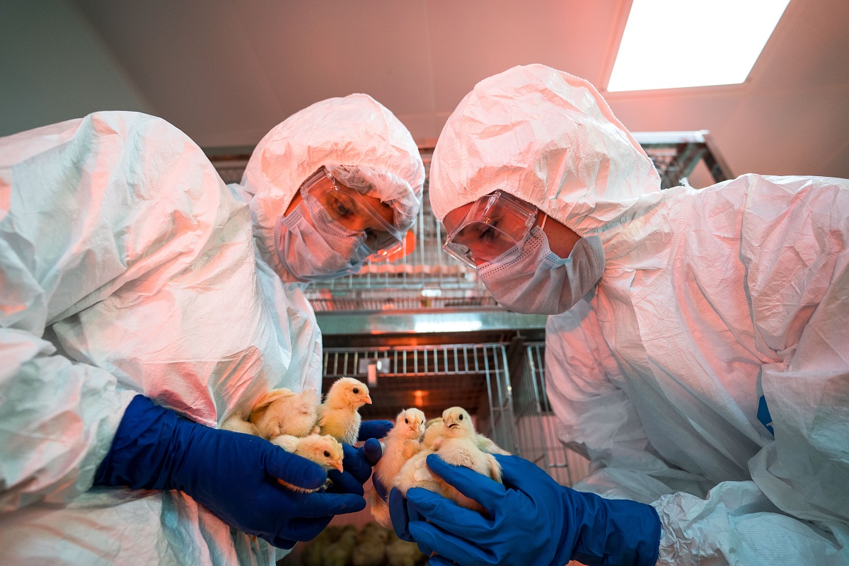 В Израиле разработали технологию по смене пола куриных эмбрионов