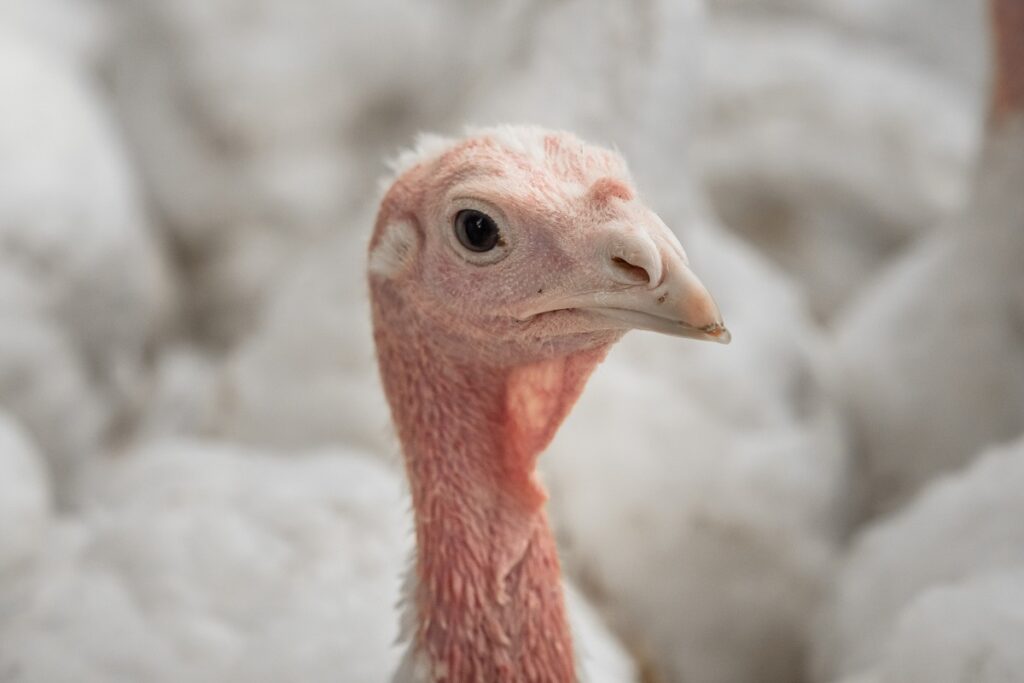 Во Франции ликвидируют 2,5 млн домашних птиц из-за птичьего гриппа