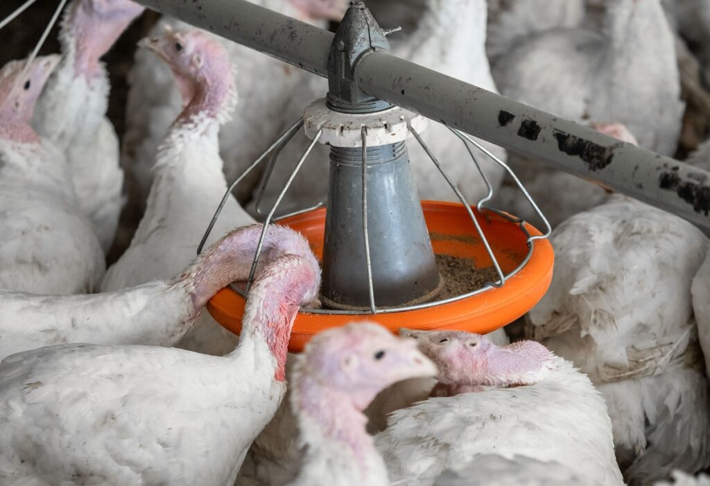 США сообщили о вспышке гриппа птиц на индюшиной ферме в Индиане