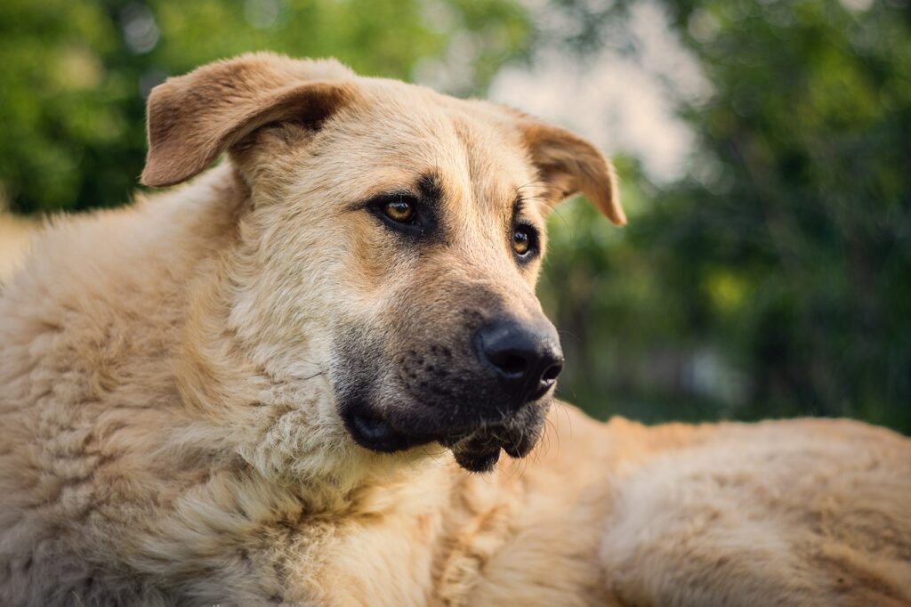 Прокуратура обязала губернатора Чукотки решить проблему с бездомными собаками