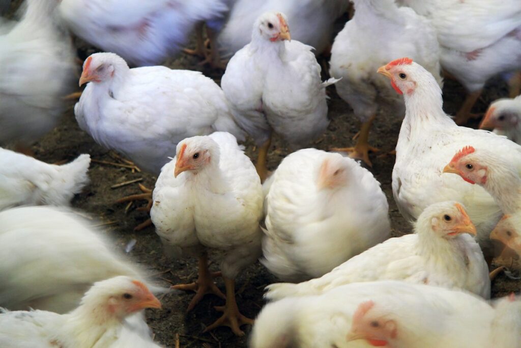 В США грипп птиц выявили на крупной птицефабрике
