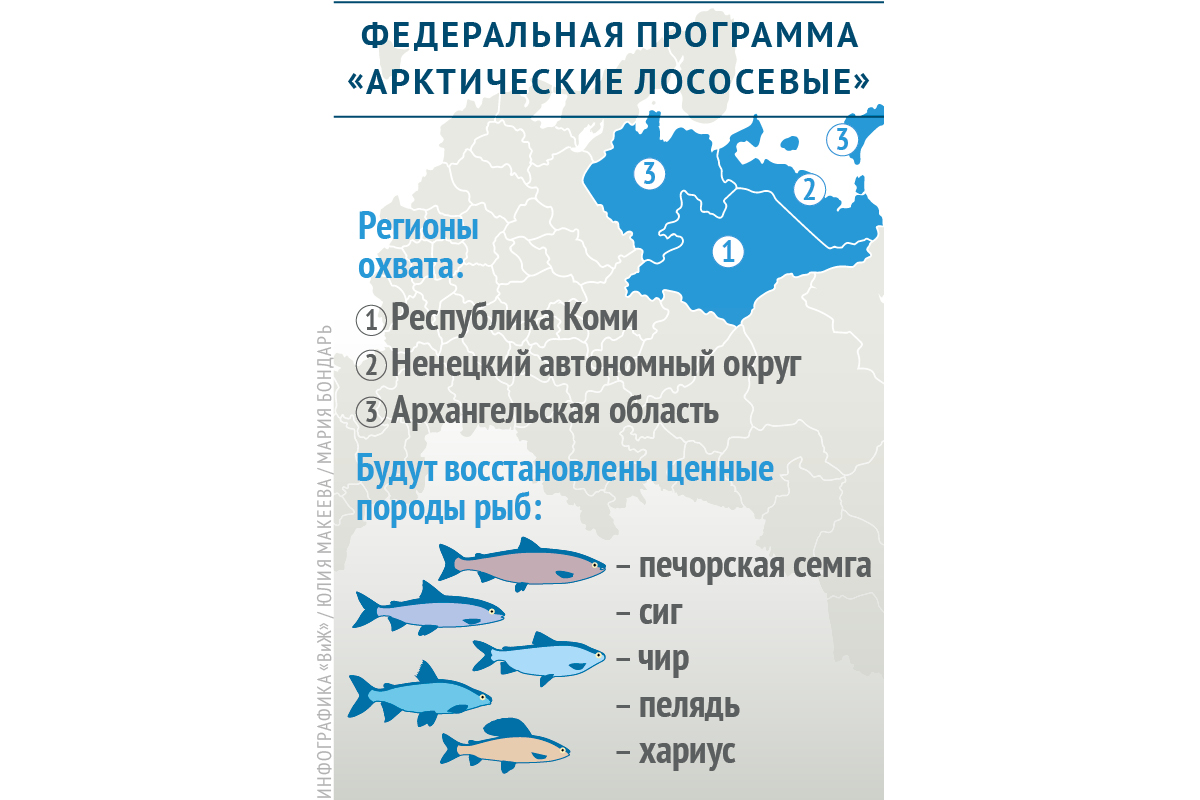 Правительство Коми инициировало разработку федеральной программы «Арктические лососевые»