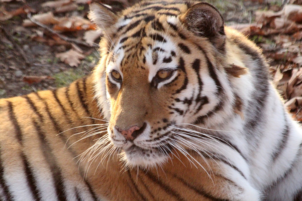 Вспышка АЧС на Дальнем Востоке привела к миграции амурских тигров