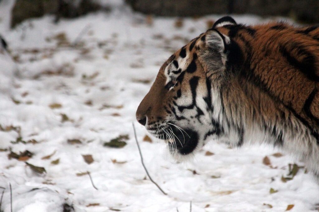 В России проводят сплошной учет амурских тигров