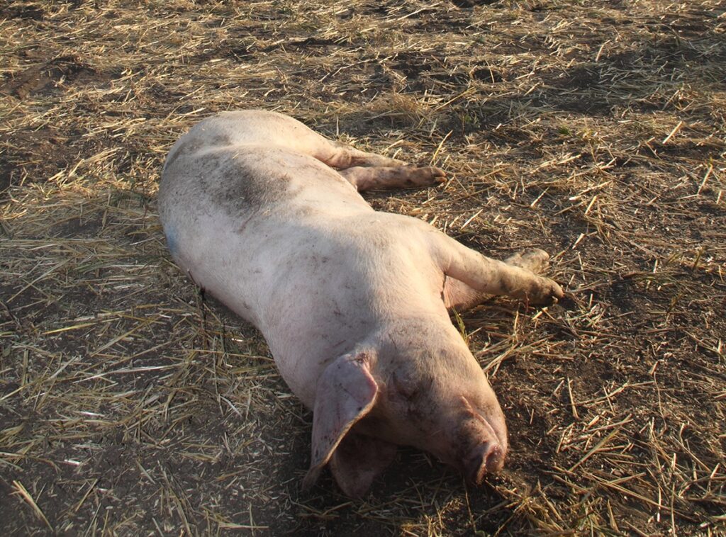 Власти Мексики установили причину падежа свиней
