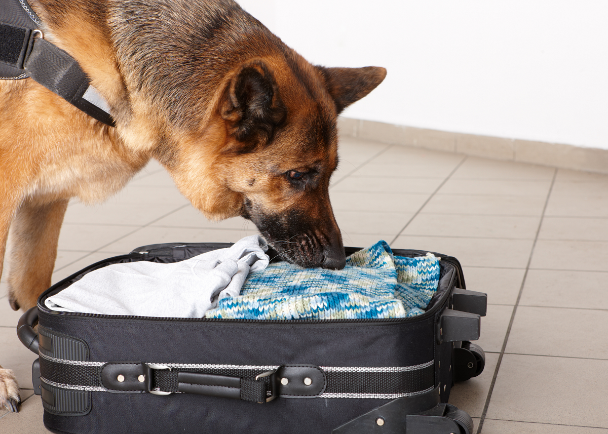 Собак в Шотландии научили находить мясо в багаже